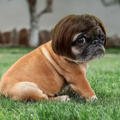 🐶🐱 Funny Pet Costume Wig Headband, for Small Dogs & Cats, Perfect Holiday Photo Props Pet Gift