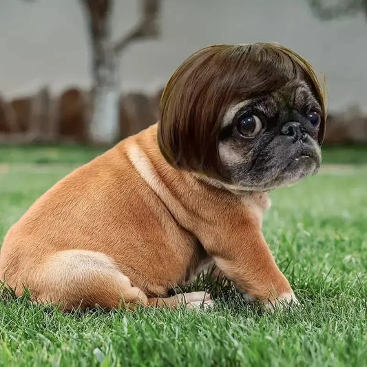 🐶🐱 Funny Pet Wig Headband, Cute Short Hair Accessories for Dogs & Cats 💝 Valentine's Gift
